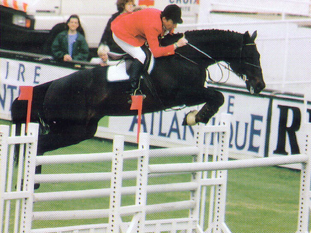 Hand In Glove - 1.60m jumper (dam-sire of Future Panache)