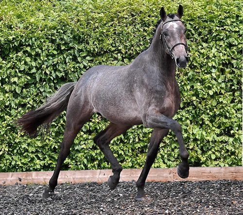 Future Guilty Pleasure - Stallion Licensing Champion & International eventer (maternal brother to Foal 2)