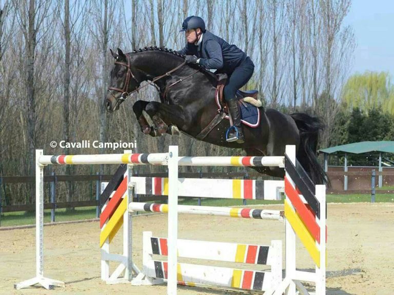 Black Jack (sire of Future Heresy)