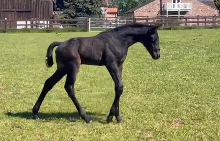 2023 Colt Foal