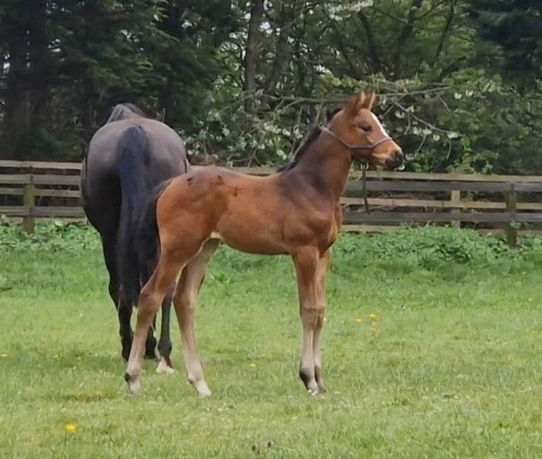 2023 Filly Foal