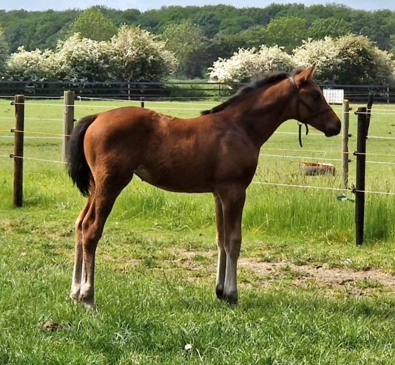 2023 Filly Foal