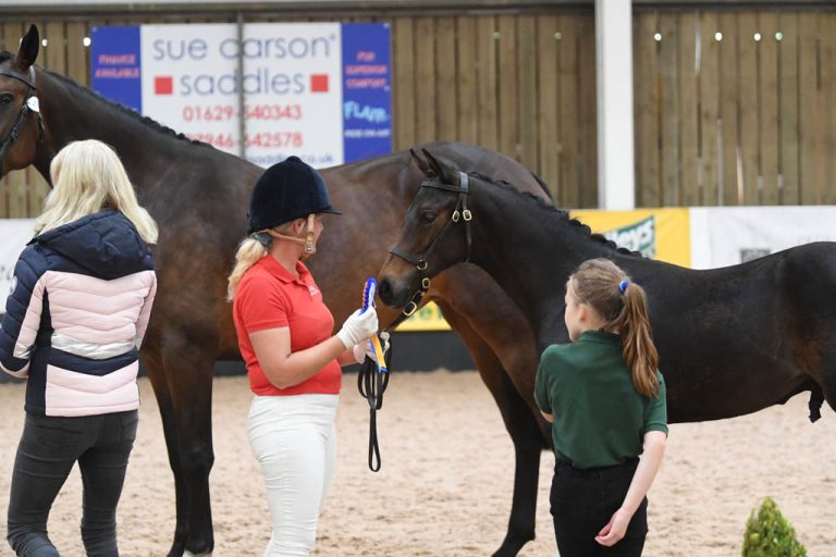 Foal by Future Prophecy