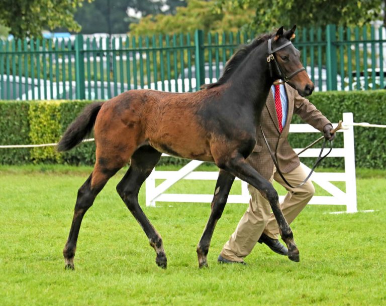 Foal by Future Prophecy