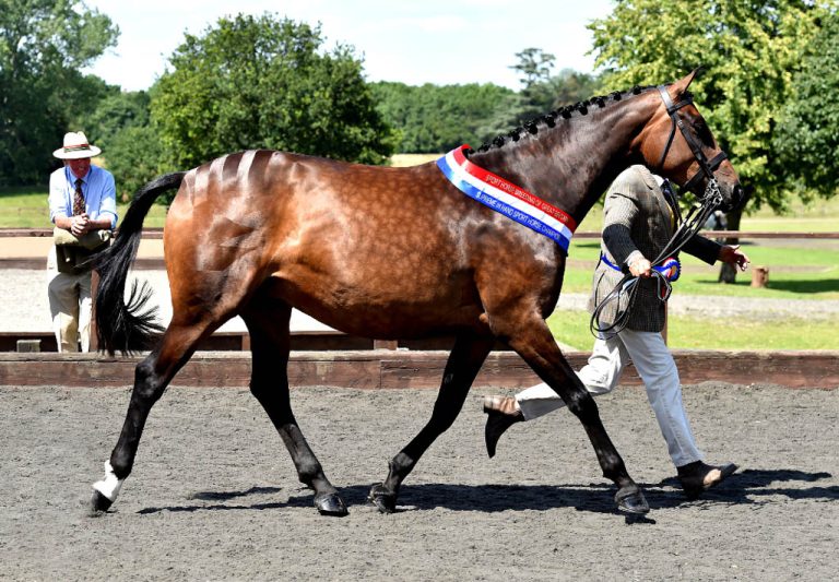 Future Class Act - Supreme Champion Sporthorse