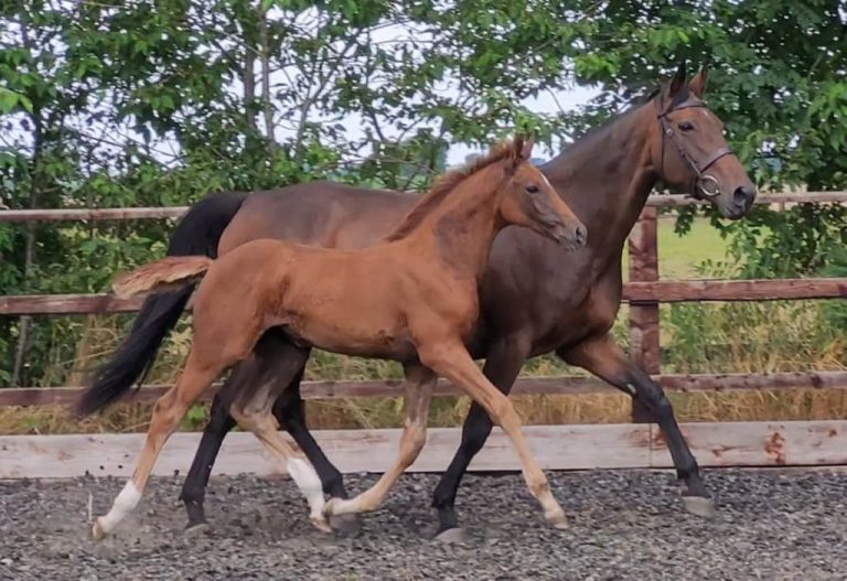 Future Coeur de Reine and full sister to 2023 foal