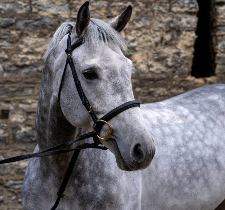 Future Guilty Pleasure - Stallion Licensing Champion & International eventer (maternal brother to Foal 2)