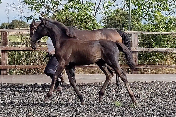 Future Guilty Secret offspring - Pepper