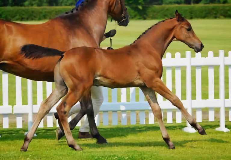 Valeroyal Secret Man - AES Auction Top Eventing Lot