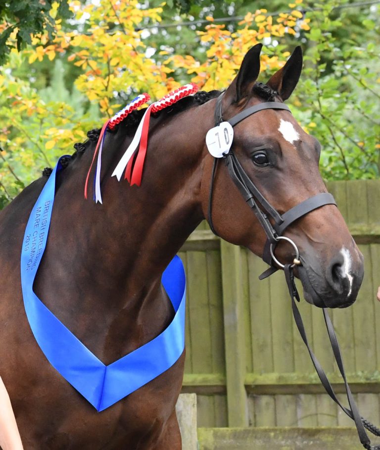 Future Class Act - Supreme Champion