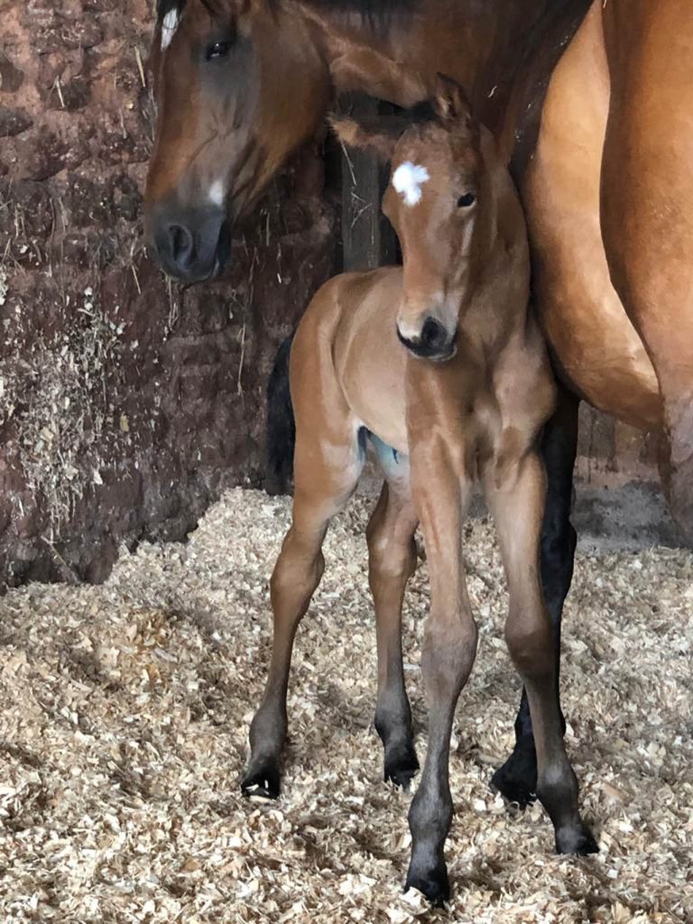 Foal by Future Prophecy