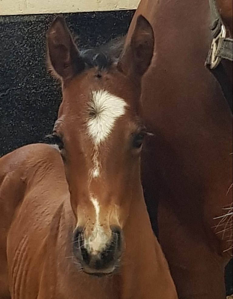 Foal by Future Prophecy