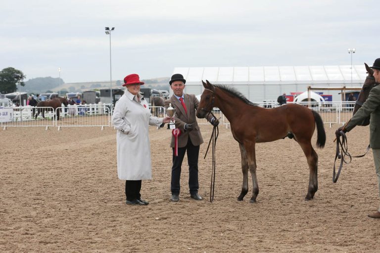 Bell Tower Welterweight - Champion Irish Draft Sport Horse Foal 