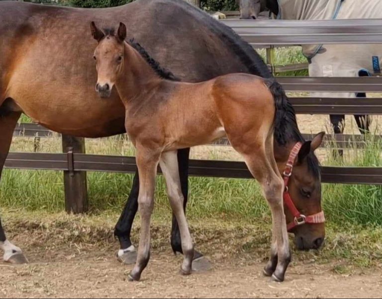 2023 Filly Foal