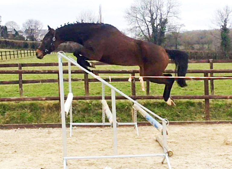 Iniki by Contendro I