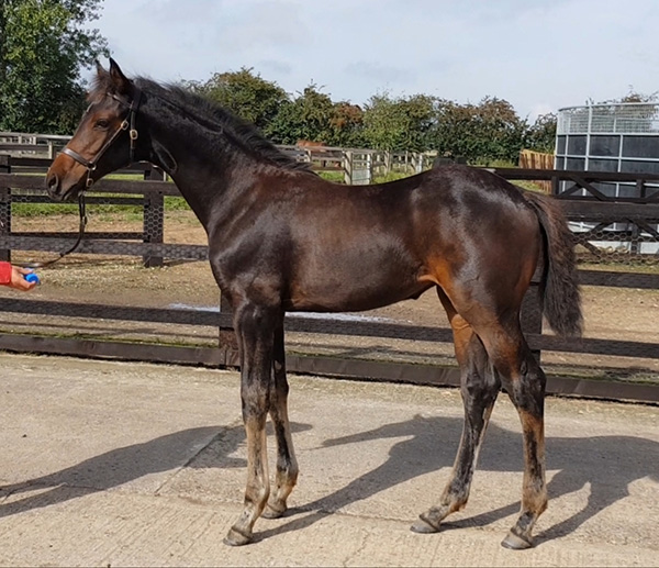 Future Devilish Pleasure