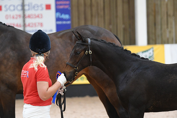 Future Diamond Prophecy - Futurity