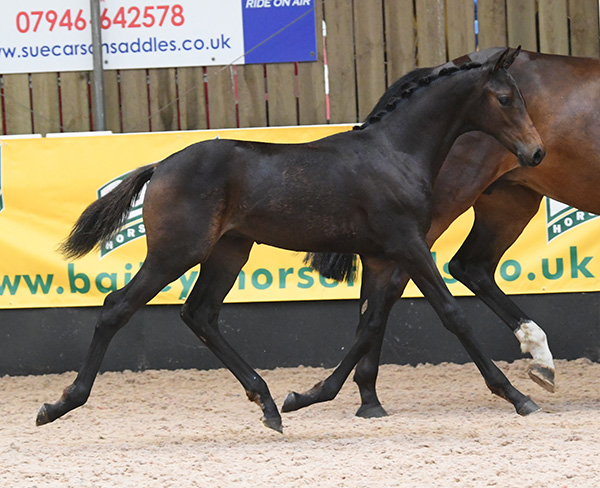 Future Diamond Prophecy - Futurity2