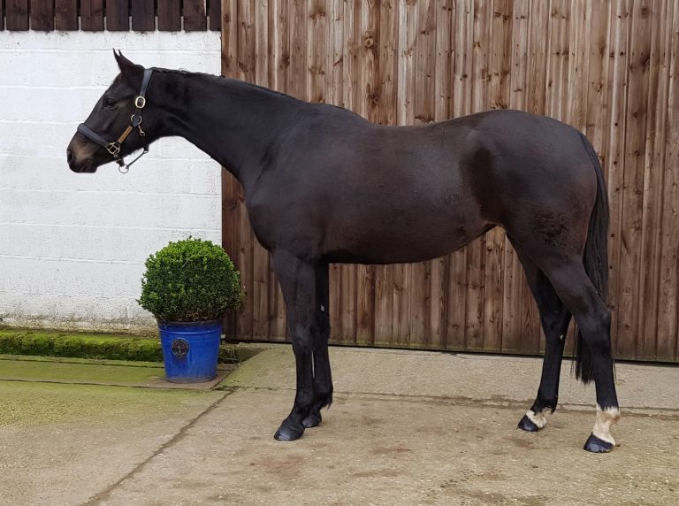 Future Heresy (Black Jack x Heraldik xx)