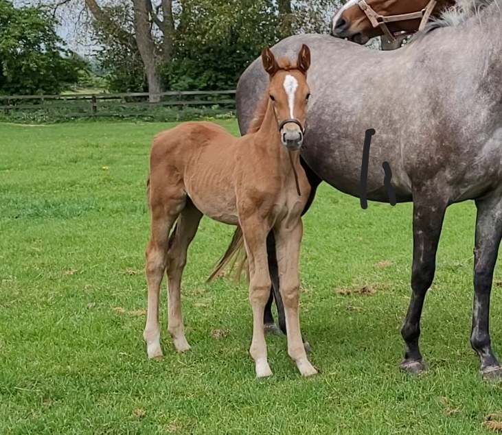 Future Lehlua Hepsilon