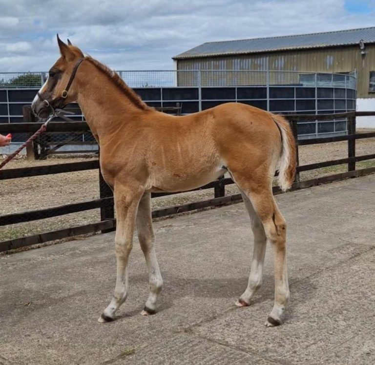 Future Lehlua Hepsilon2