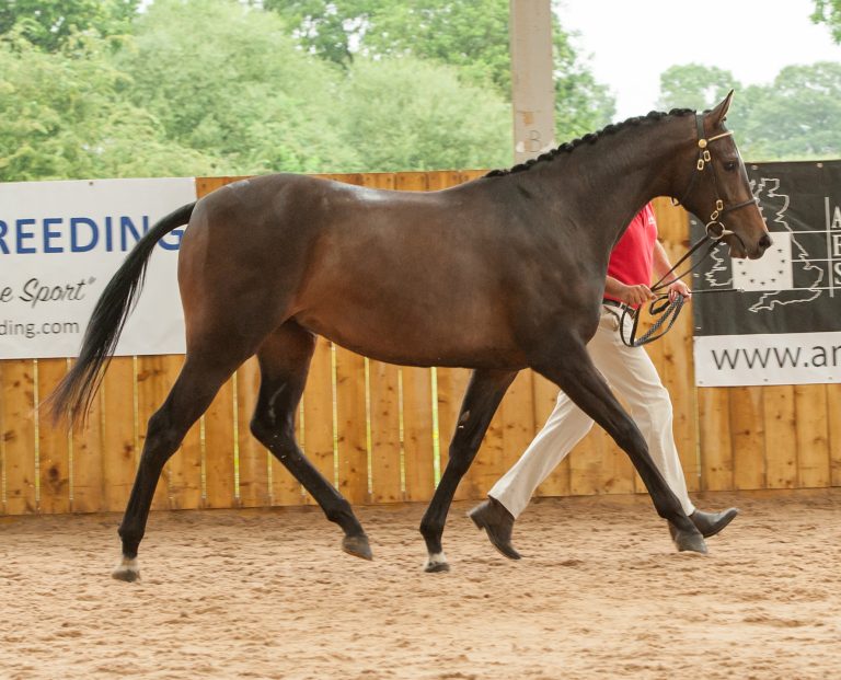 Future Panache as a 2yr old