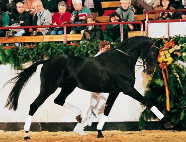 Heraldik (sire of Herald 3 and Heraldik Girl-W))