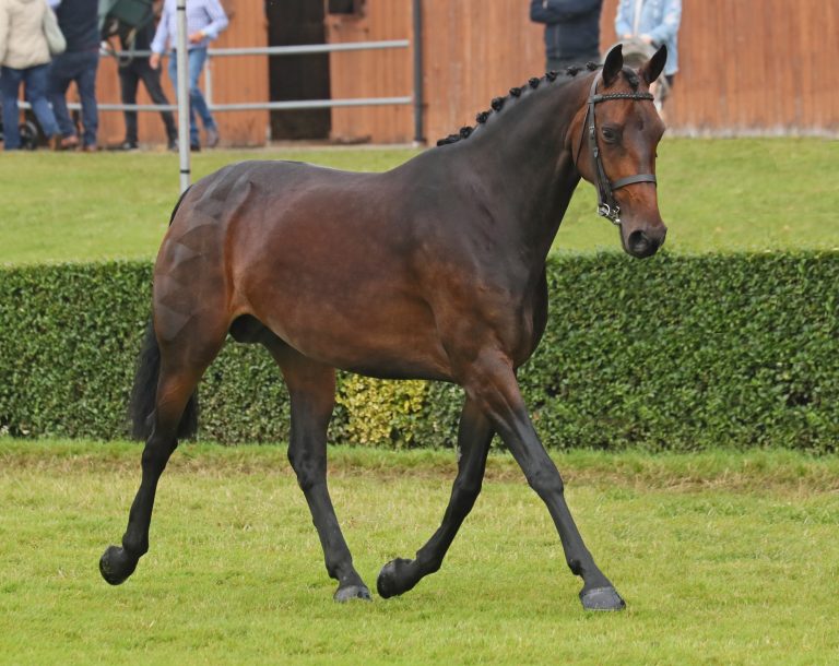 Future Guilty Secret - Champion Mare