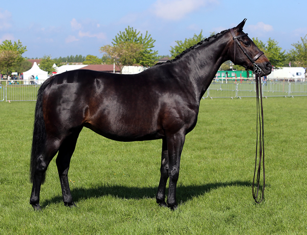 Future Gold Digger - Futurity Elite Eventer, Champion Mare and maternal sister to Olympic eventer Winsome Adante - dam of Future Guilty Secret