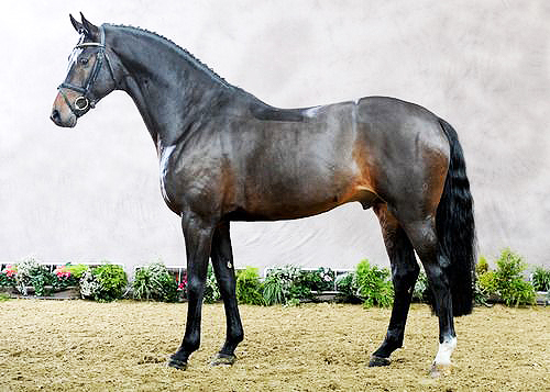 Cantoblanco - Champion of the Holsteiner Stallion Licensing (sire of Future Guilty Secret)