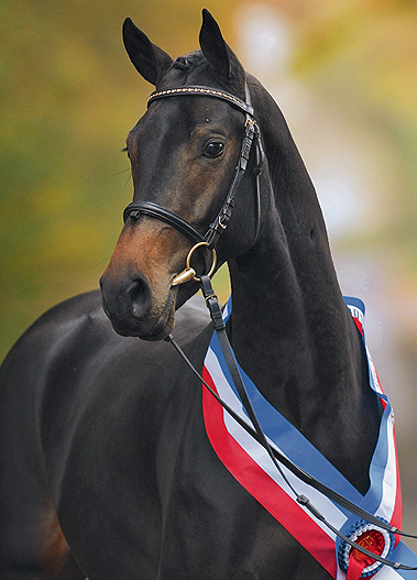 Cantoblanco - Champion of the Holsteiner Stallion Licensing (sire of Future Guilty Secret)