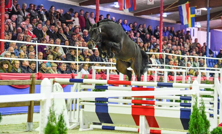 Donthargos (Premium Holsteiner stallion)