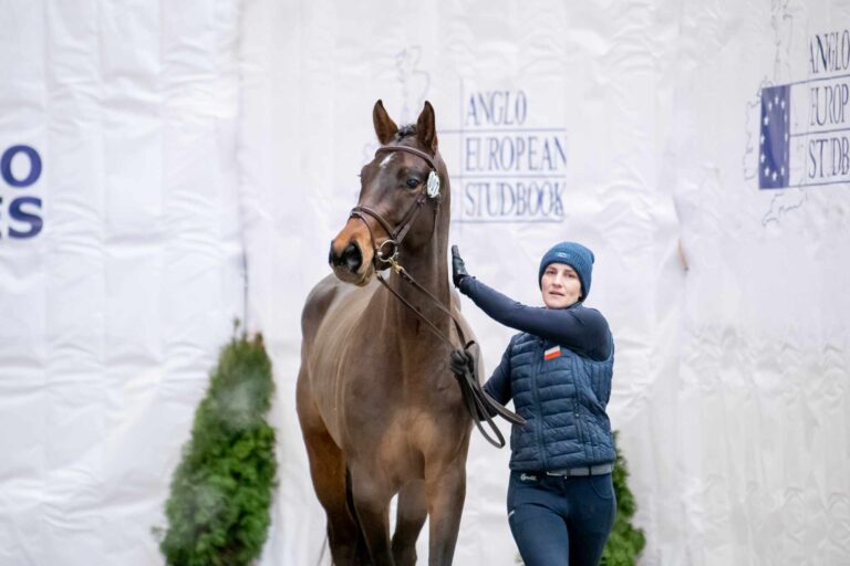 Future Perfect Pleasure - Licensed Stallion