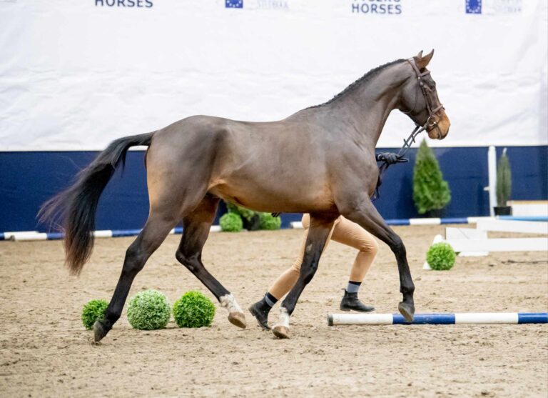 Future Perfect Pleasure - Licensed Stallion