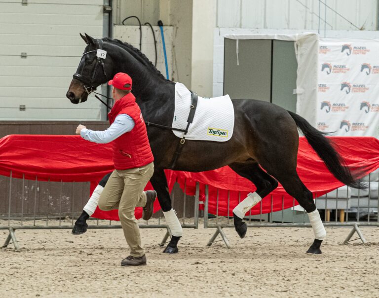 Future Prophecy - Licensed stallion and son of Future Golden Glove