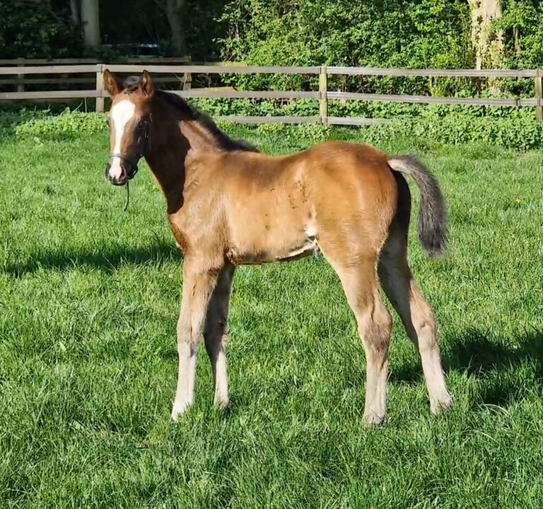 2024 Filly foal