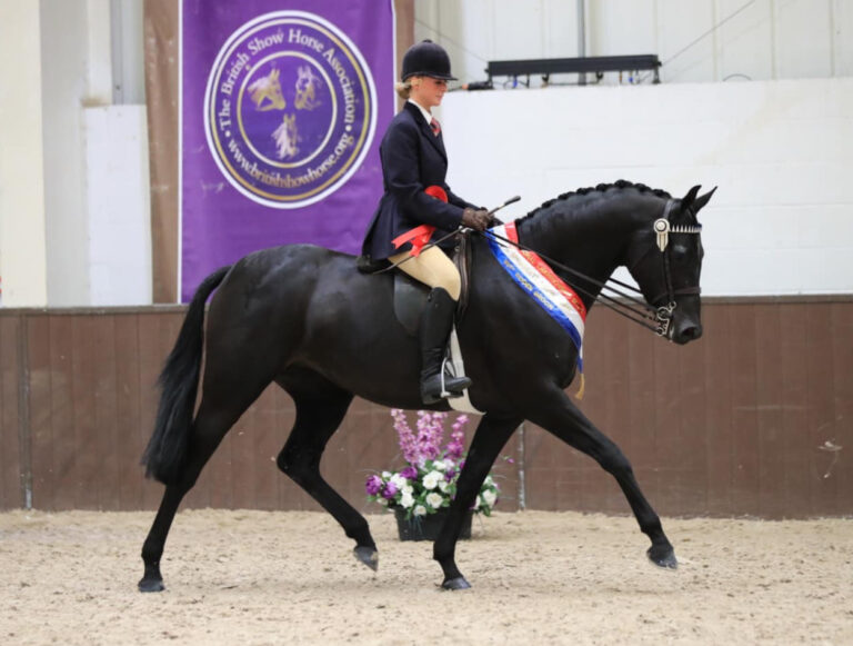 KBF Melin Aurora - BSHA Champion