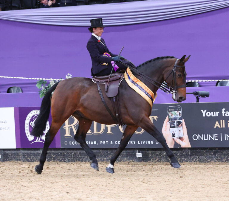 Shudehill Bertie - Reserve Champion Ladies Side Saddle HOYS 2024
