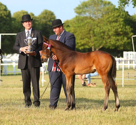 Wakefield Farm Helios - Champion Foal