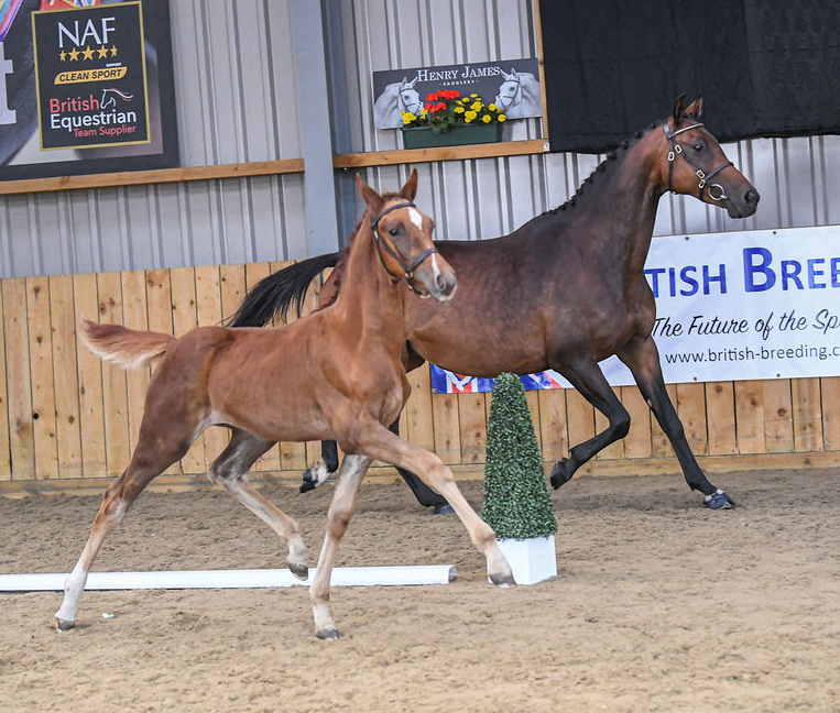Future Iridescence - National Futurity Champion