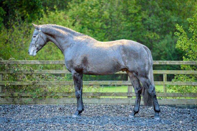 Future Quantum Pleasure