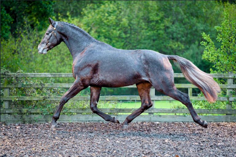 Future Quantum Pleasure